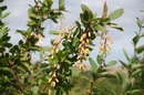 زرشک خوراکی